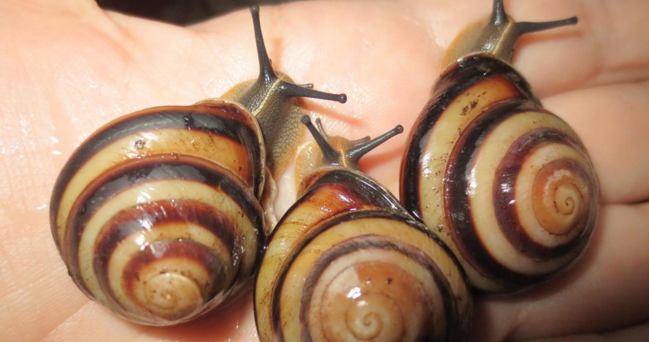 Улитка Caracolus 