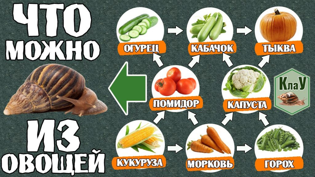 Чем и как кормить африканскую улитку 
