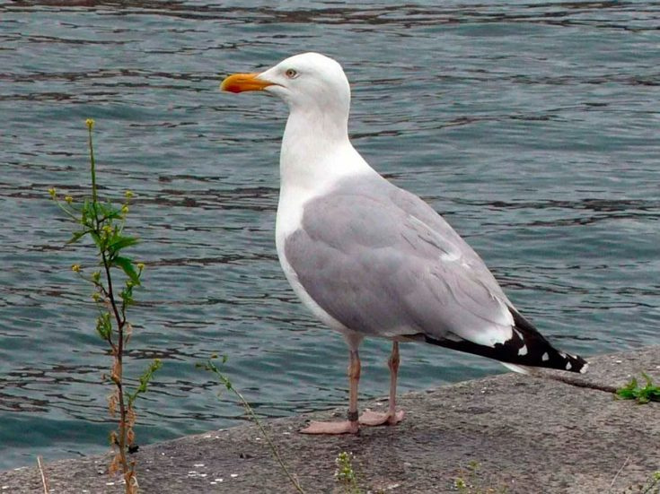 Чайки