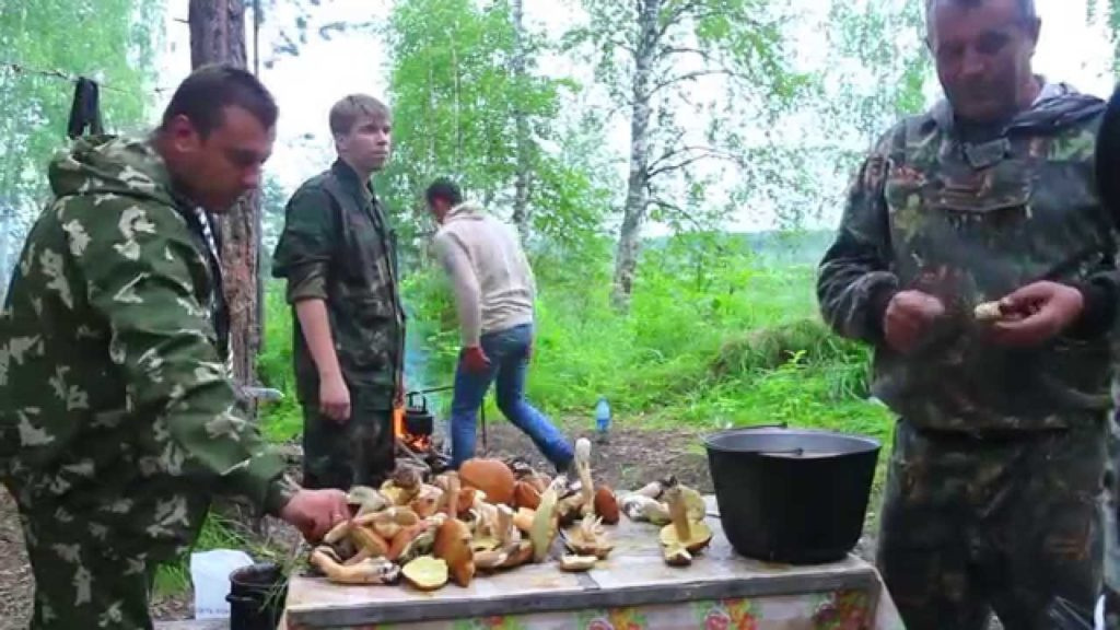 грибы