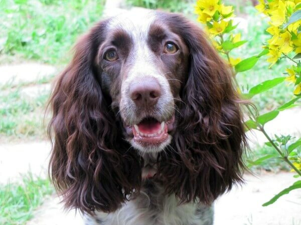 шестнадцать