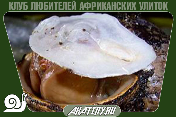 Как разбудить улитку после спячки 