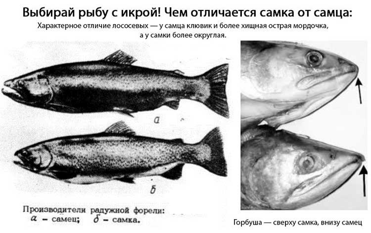 Как отличить самку горбуши от самца