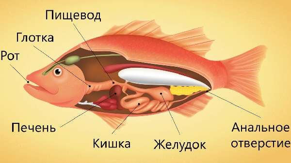 Классификация рыб по биологии и характеристика внутреннего и внешнего строения