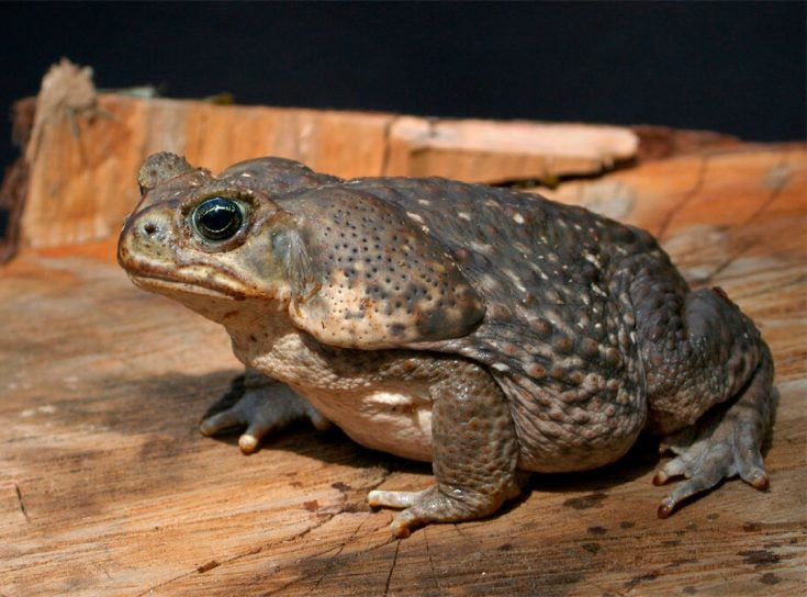 Ага