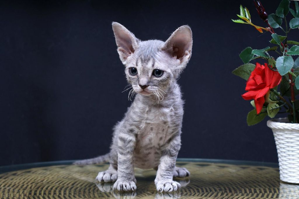 котенок девон рекс табби