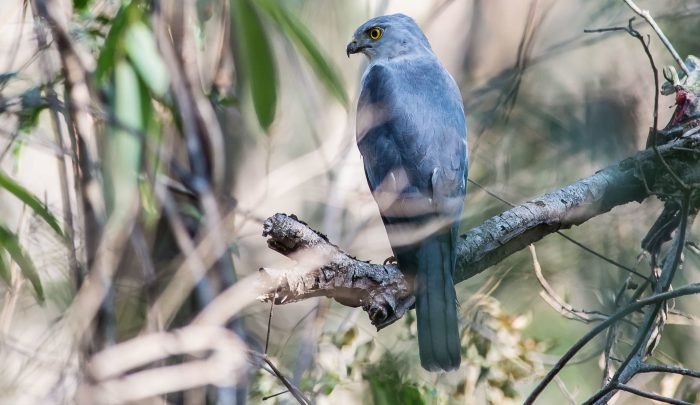 Мадагаскарский ястреб-тетеревятник (Accipiter francesii) fot. 