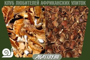 Skorlupki zofolu или serdceviny greckih orehov 