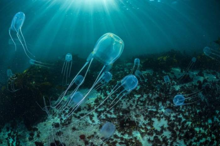 Коробка Медузы или Морская Оса