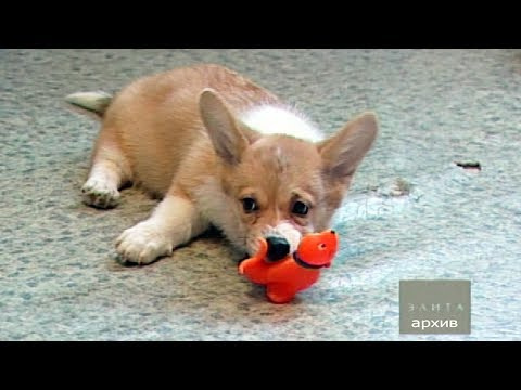Как правильно выбрать щенка вельш-корги пемброка
