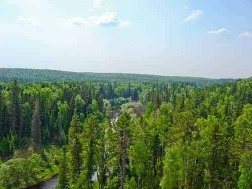 Какие животные обитают в лесах