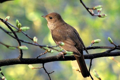 Какие птицы зимой улетают на юг