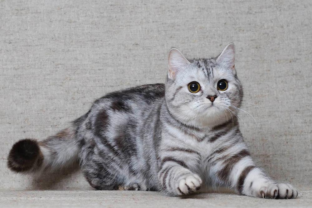 Шотландская прямоухая кошка