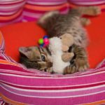 Бенгальский котенок