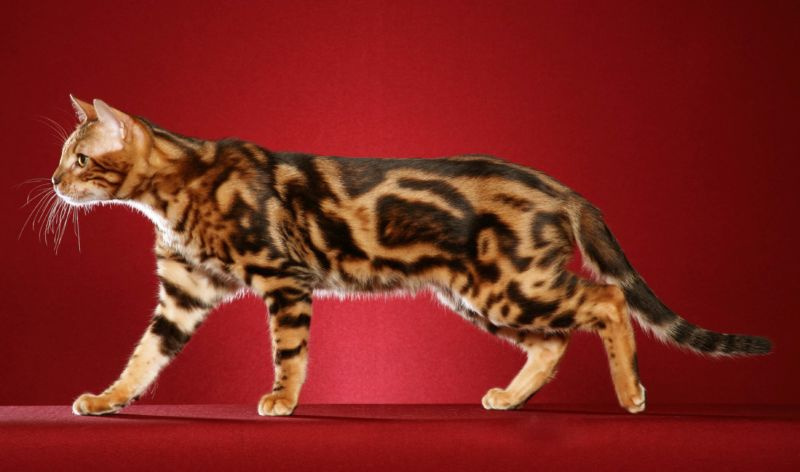 Бенгальская кошка на красном фоне
