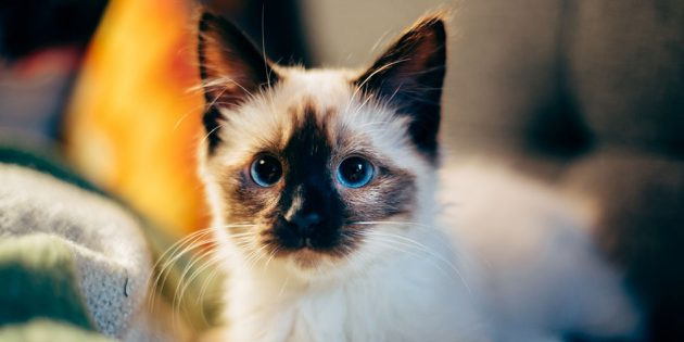 Сколько живут кошки: как зависит продолжительность жизни от породы и наследственности