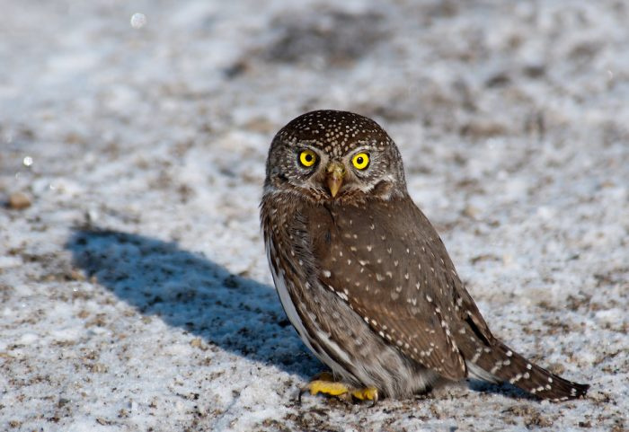Фото гном-сова-воробей (Glaucidium gnoma