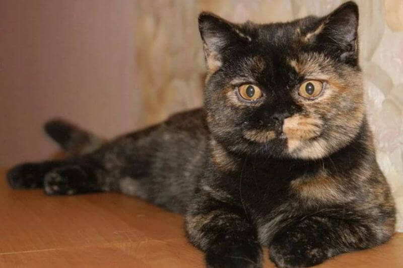 Британская короткошёрстная кошка