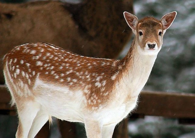 Виды оленей