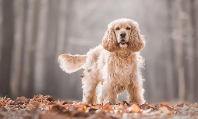 Английский кокер-спаниель
