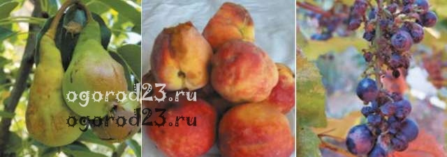 мраморное насекомое 5