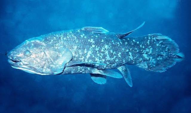 Водные животные - список животных, обитающих в воде, и их характеристики с примерами