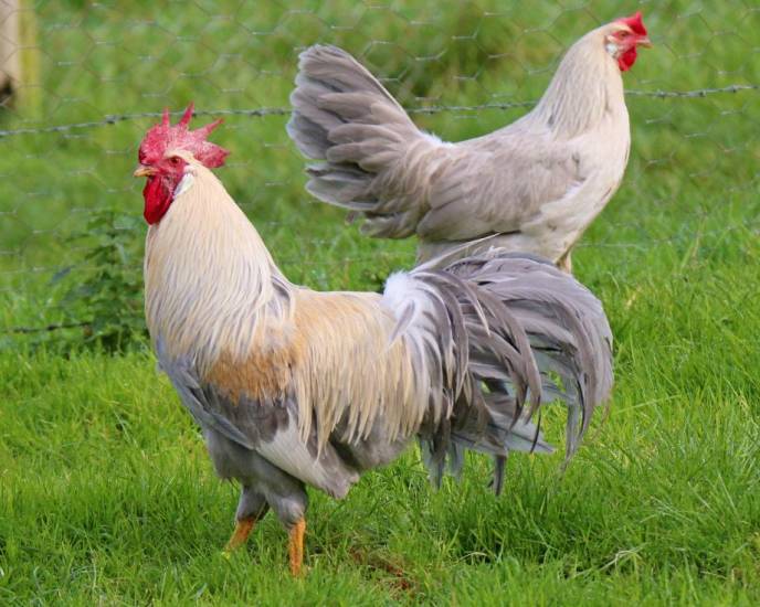 Самые продуктивные породы несушек