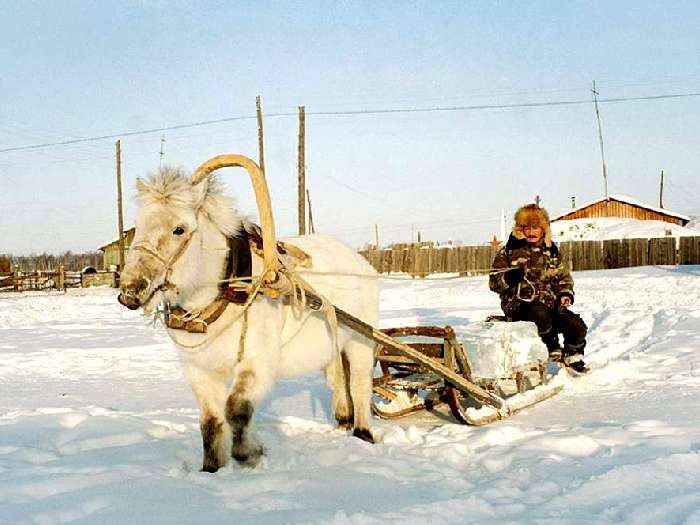 Якутская лошадь