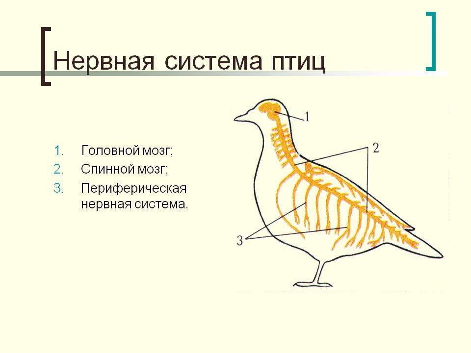 Нервная система птиц.