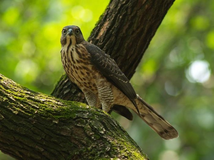 Ястреб-тетеревятник (Accipiter trivirgatus) фото. 