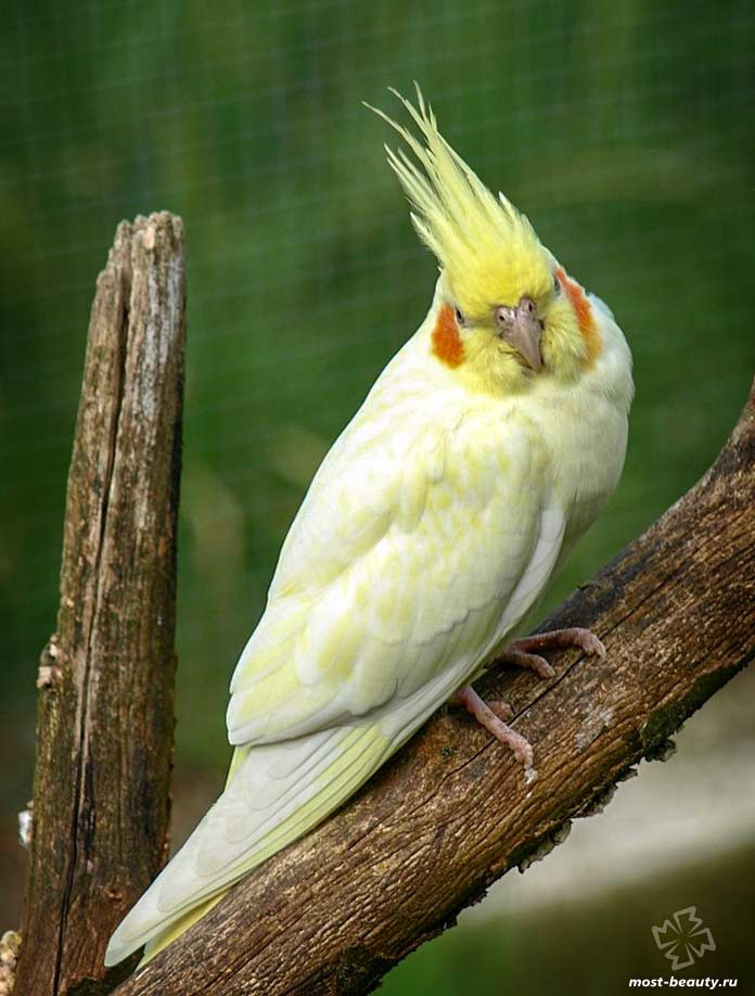 Корелла. CC0 