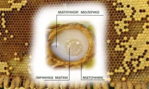 что такое маточное молочко