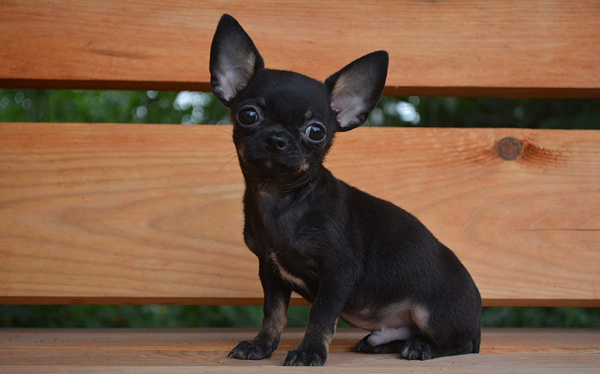 Плюсы и минусы