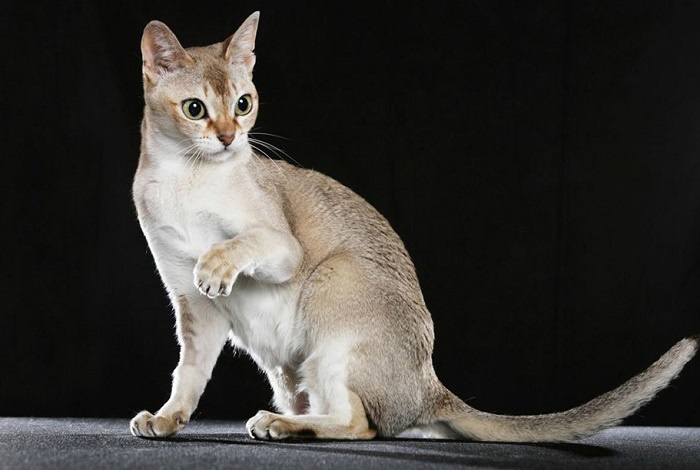 Сингапурская кошка