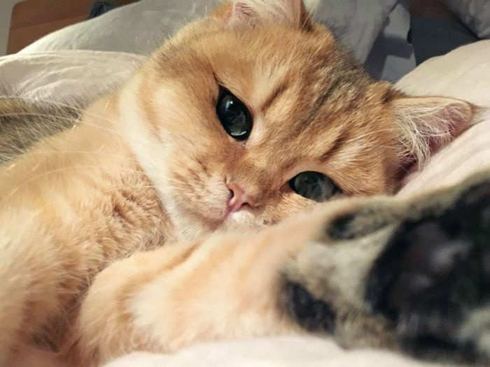 Котенок доволен