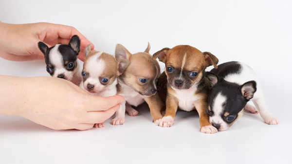 Выбираем щенка