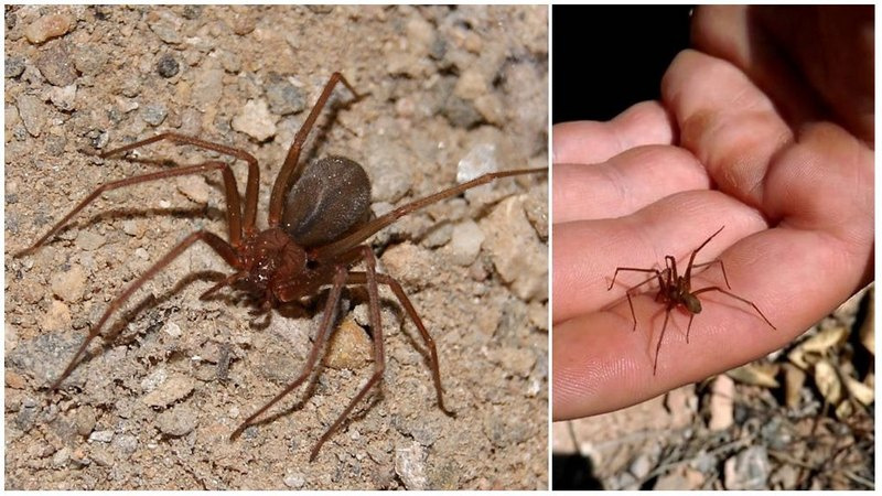 Укус паука коричневого отшельника может вызвать некроз тканей и подкожной клетчатки