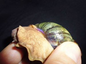 Archachatina papyracea 
