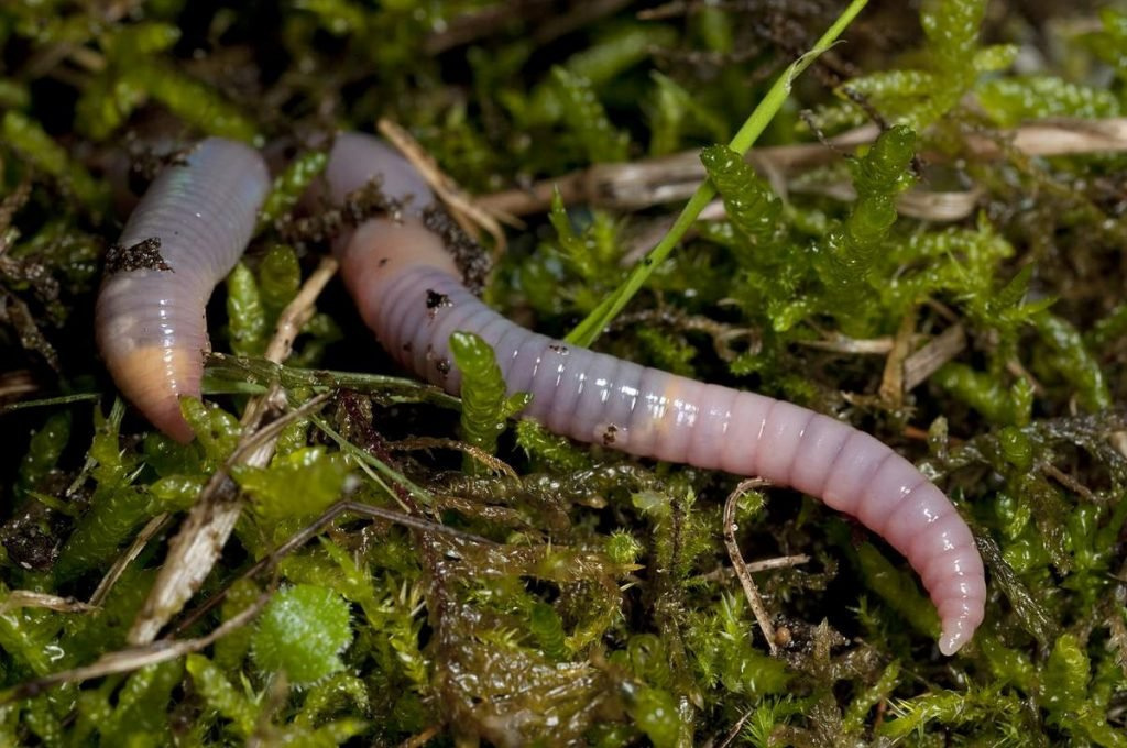 Кольчатые черви (Annelida). 