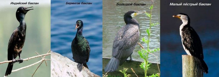 Виды бакланов