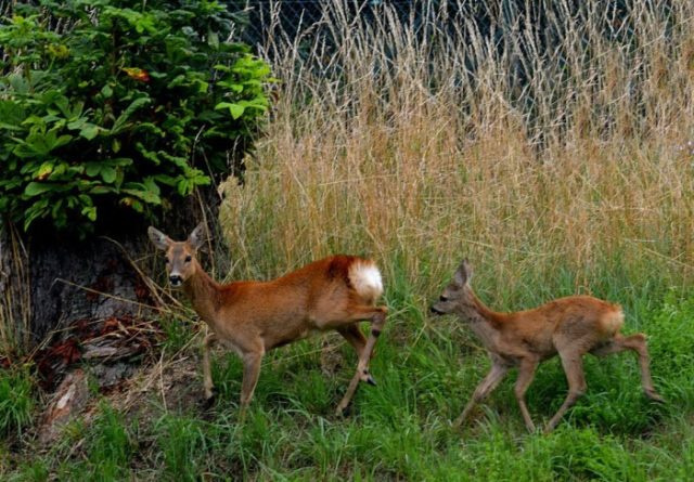 Виды оленей