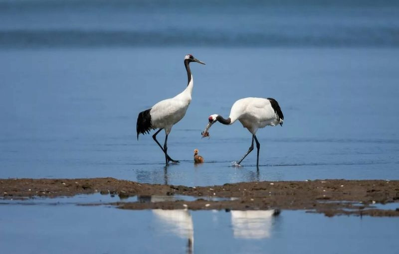 Японский журавль кормит ее цыпленка