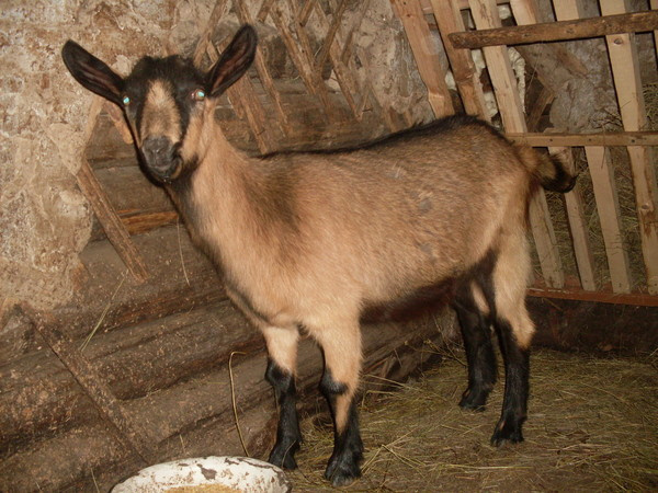 чешский козёл 
