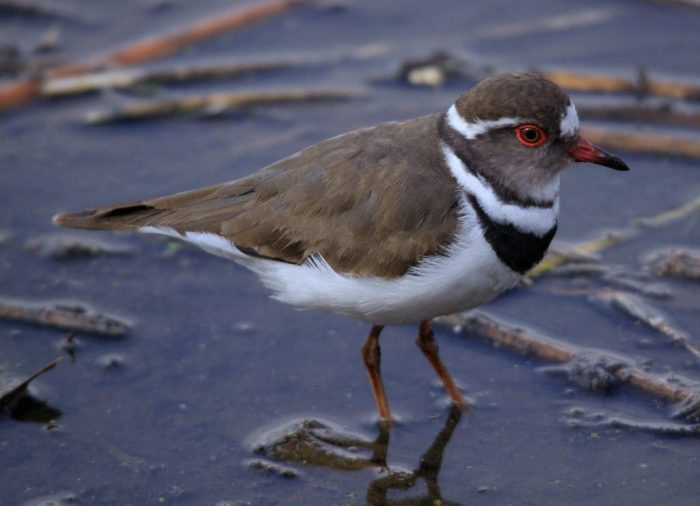 Фотография Corriere striato (Charadrius tricollaris
