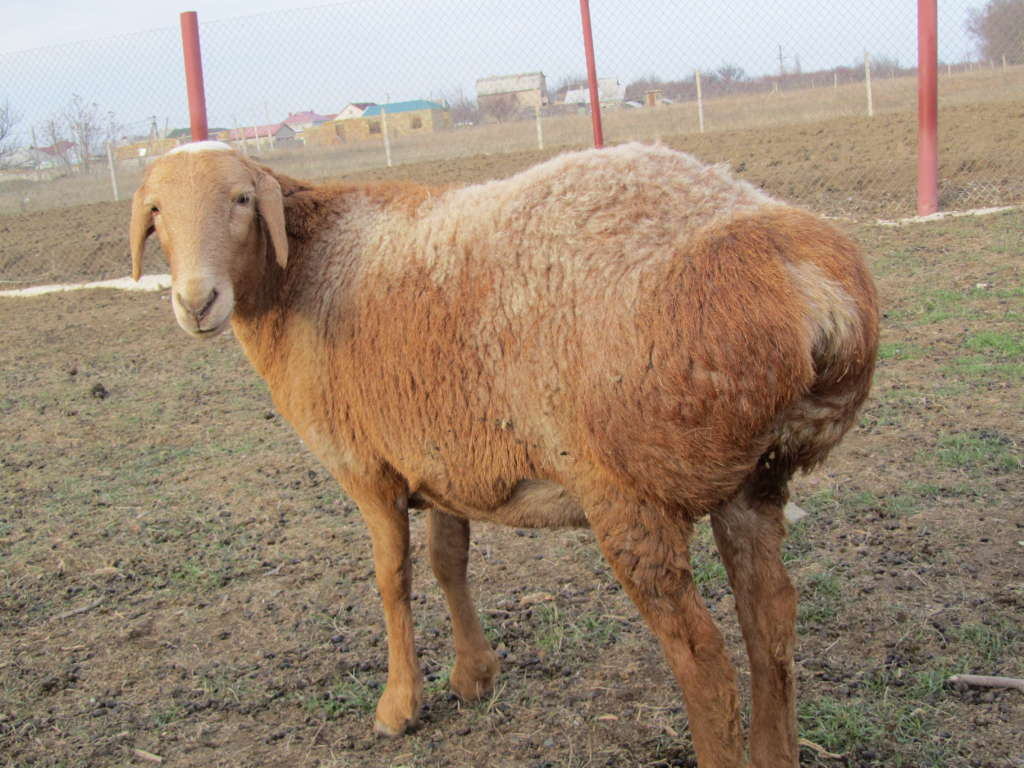 Курдские овцы 