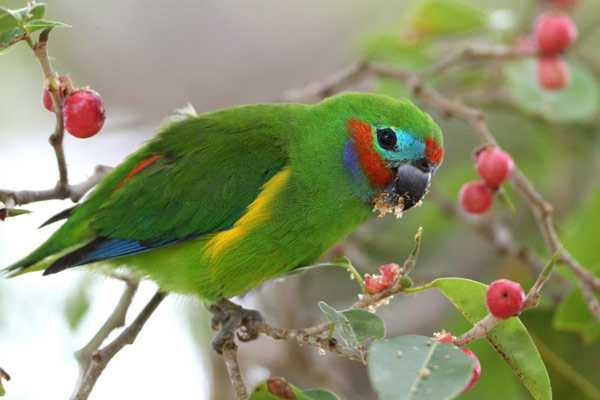 инжир ест цветы дерева