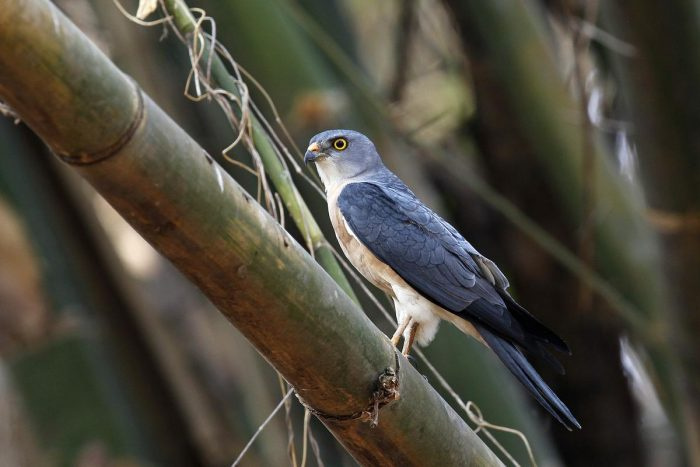 Короткохвостый ястреб (Accipiter soloensis) fot. 