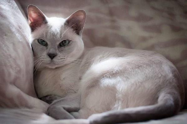 Тонкинская кошка