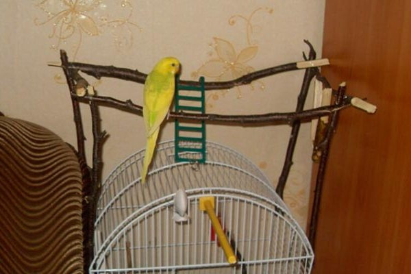 окуни