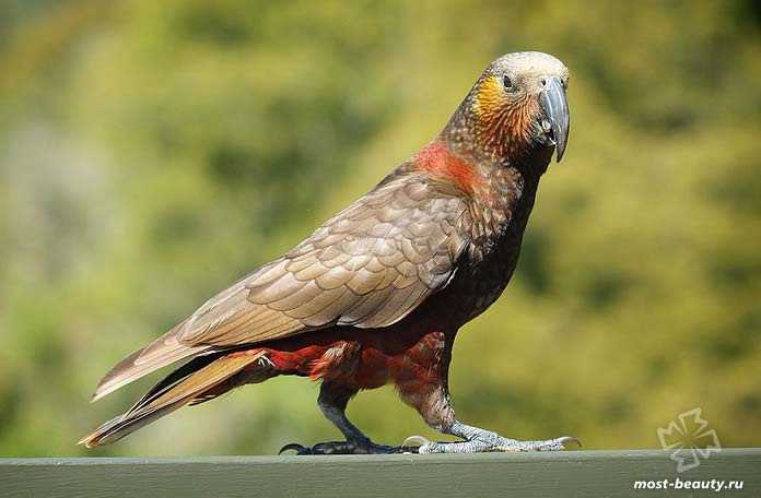 Nestor meridionalis 